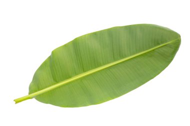 Beyaz arka plan üzerinde taze muz yaprakları.