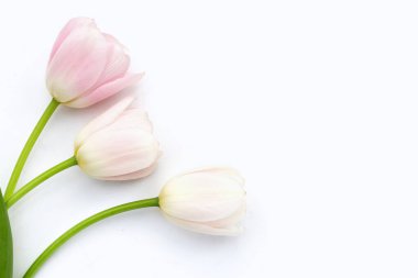 White pink tulips on white background.