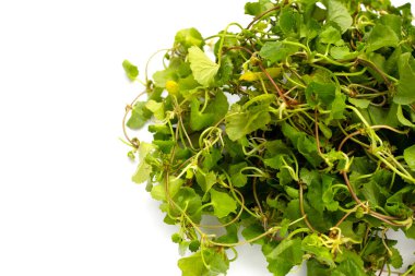Gotu kola bitkisi veya Asya pennywort, Hint pennywort