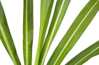 Beyaz arkaplanda şeker kamışı yaprakları.