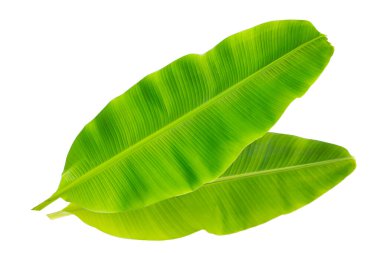 Beyaz arka plan üzerinde taze muz yaprakları.