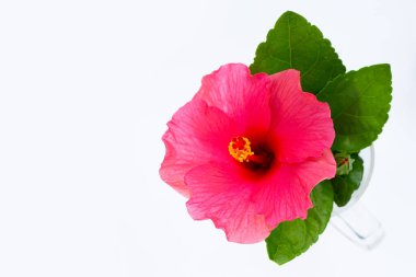 Hibiscus çiçek beyaz arka plan üzerinde.