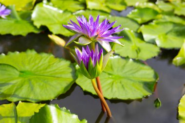 Beautiful blooming Nymphaea lotus flower with leaves, Water lily pot