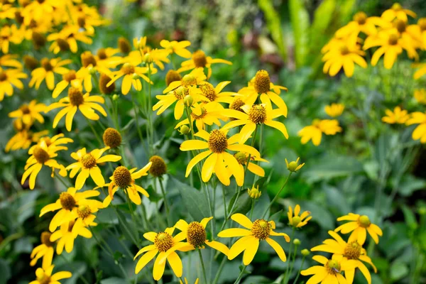 Yellow Coneflower Garden — Stock Photo, Image