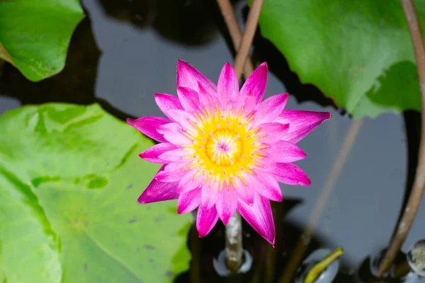 Beautiful Blooming Nymphaea Lotus Flower Leaves Water Lily Pot — Fotografia de Stock