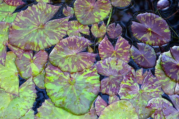 Prachtige Waterlelie Paarse Bladeren — Stockfoto