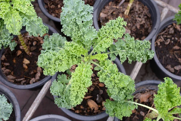 Fresh organic green kale leaves