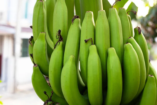 Bananowe Owoce Świeże Zielone Banany — Zdjęcie stockowe