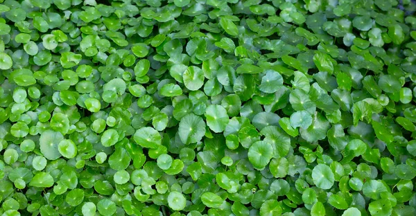 Foglie Centella Asiatica Verde Fresco — Foto Stock