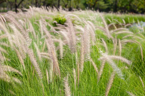 Fountain Grass Pennisetum Alopecuroides — Foto Stock
