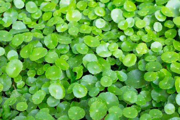 Fresh Green Centella Asiatica Leaves — Stock Photo, Image