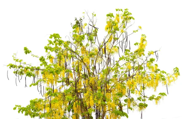 Cassia Fistula Floare Copac — Fotografie, imagine de stoc