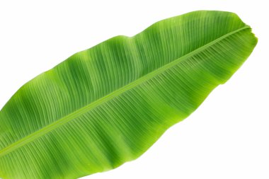 Beyaz arka plan üzerinde taze muz yaprakları.