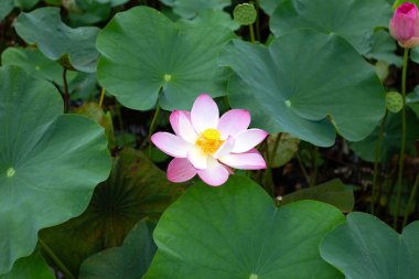 Beautiful blooming pink lotus flower with green leaves