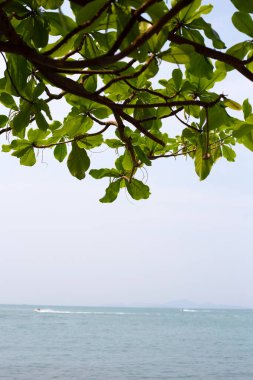 Deniz ve mavi gökyüzü olan ağaç