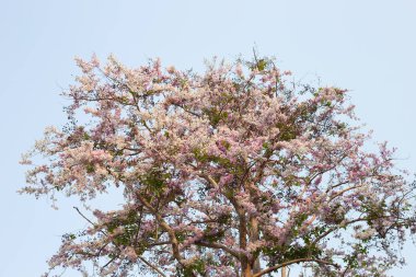 Tayland bungor ağacı (Lagerstroemia loudonii Teijsm ve Binn)