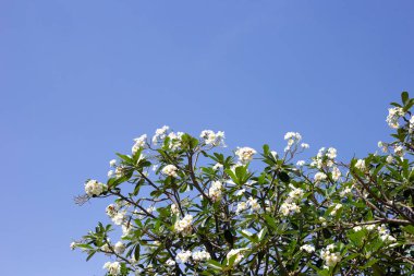 Plumeria or frangipani flower. Tropical tree