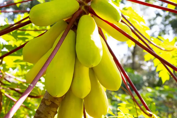 Gul Papaya Frukt Trädet Trädgården — Stockfoto