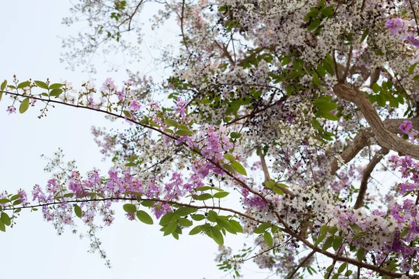 Bungor Tree Tailandese Lagerstroemia Loudonii Teijsm Binn — Foto Stock