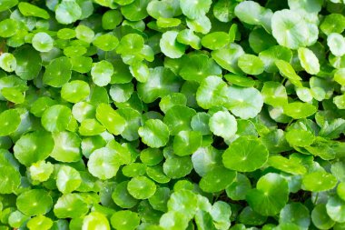 Taze yeşil centella asiatica yaprakları