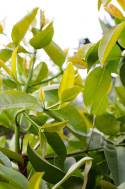 Bahçedeki kova ağacı.