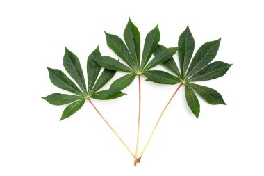 Beyaz arkaplanda Cassava yaprakları.