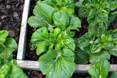 Sebze tarlasında süt beyazı, bok çuvalı