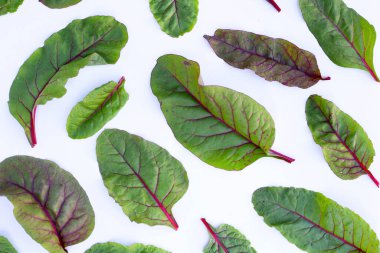 Beyaz arka planda İsviçre pazısı. Bebek yaprağı İsviçre pazarı