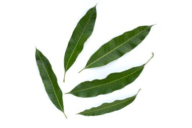 Mango yaprakları beyaz arkaplanda.