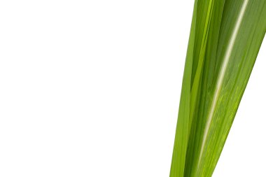 Beyaz arkaplanda şeker kamışı yaprakları.