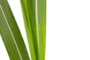 Beyaz arkaplanda şeker kamışı yaprakları.