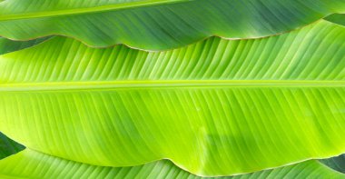 Beyaz arka plan üzerinde taze muz yaprakları.