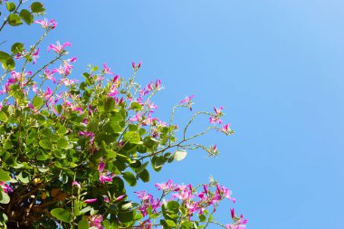 Bauhinia purpurea tree with pink flower
