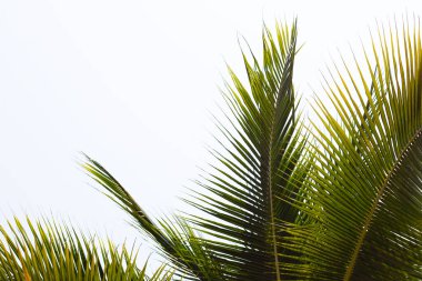 Mavi gökyüzü olan hindistan cevizi palmiyeleri