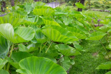 Taro bahçesi, taro ekimi.