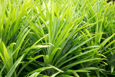 Green pandan leaves in the garden.