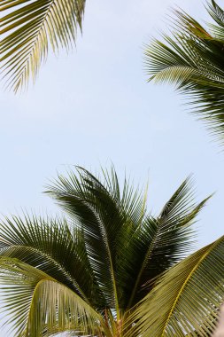 Mavi gökyüzü olan hindistan cevizi palmiyeleri