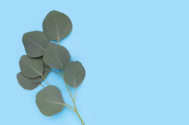 Beyaz üzerine yeşil okaliptüs yaprakları