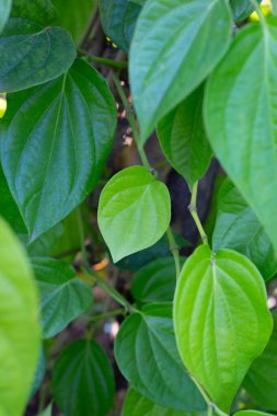 Bahçede yeşil betel yaprakları