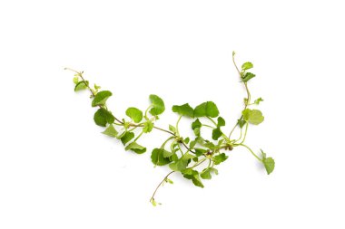 Gotu kola bitkisi veya Asya pennywort, Hint pennywort