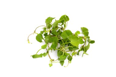 Gotu kola bitkisi veya Asya pennywort, Hint pennywort