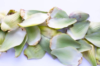 Fresh artichoke petals on white background