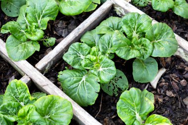 Sebze tarlasında süt beyazı, bok çuvalı