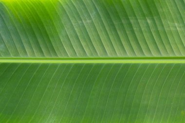 Arkaplan için taze muz yaprakları.