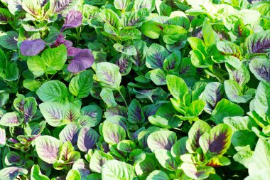 Fresh green red amaranth. Organic vegetables