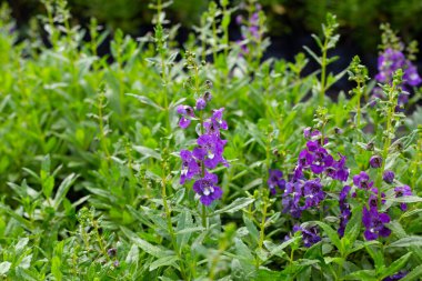 Beautiful angelonia goyazensis benth in the park