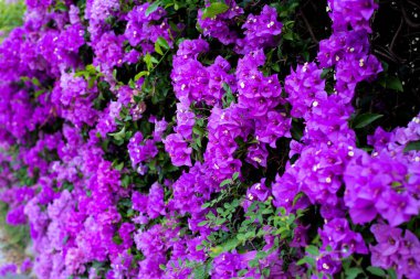 Beautiful bougainvillea flowers with green leaves