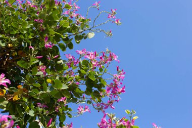 Bauhinia purpurea tree with pink flower
