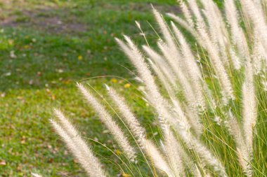 Fountain grass or pennisetum alopecuroides