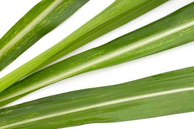 Beyaz arkaplanda şeker kamışı yaprakları.